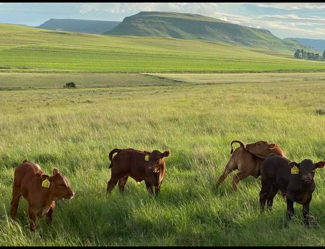 FARM FOR SALE IN MEMEL RURAL